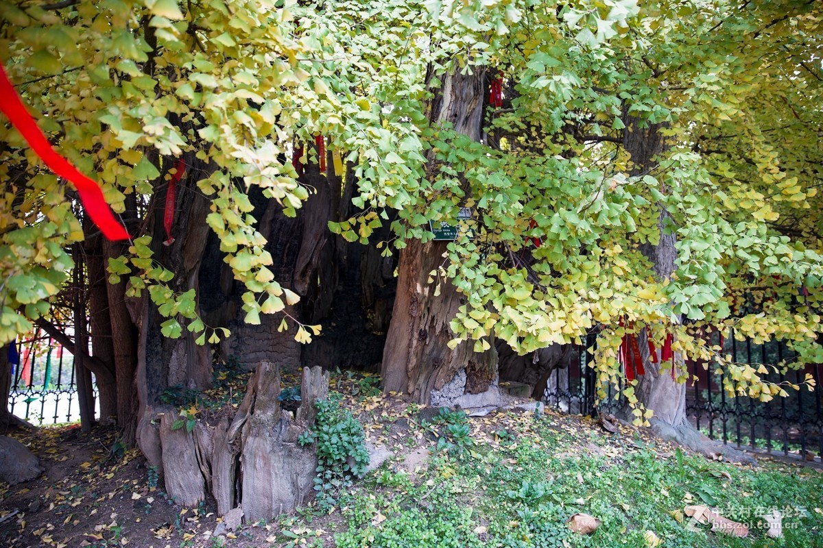 陕西古木保护第一号---周至楼观台2500年前银杏树