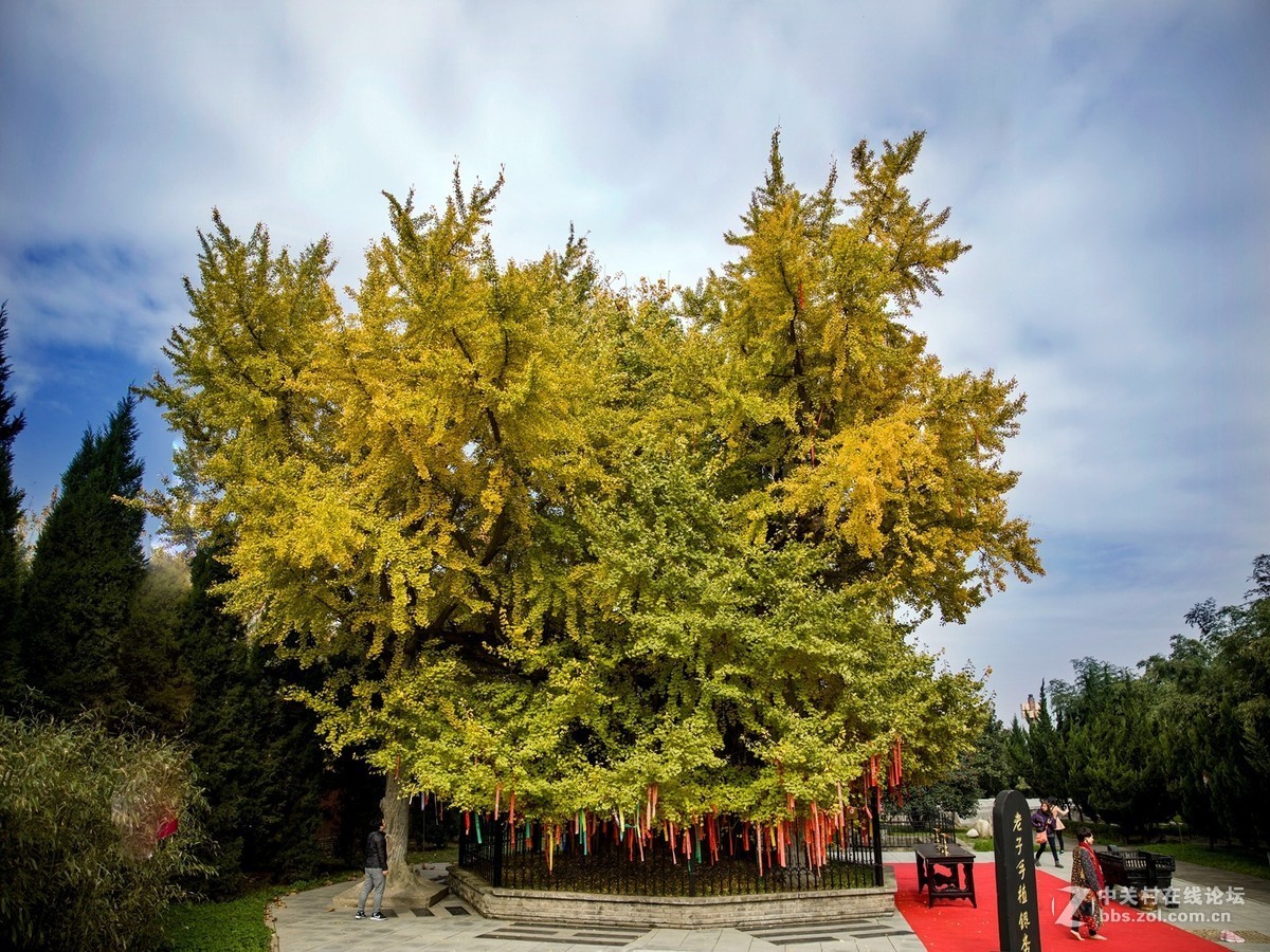 陕西古木保护第一号---周至楼观台2500年前银杏树