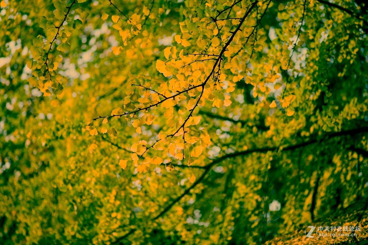 陕西古木保护第一号---周至楼观台2500年前银杏树