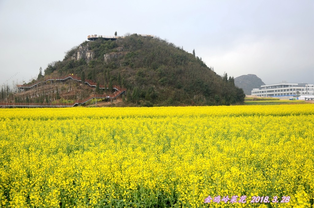 罗平金鸡岭赏油菜花