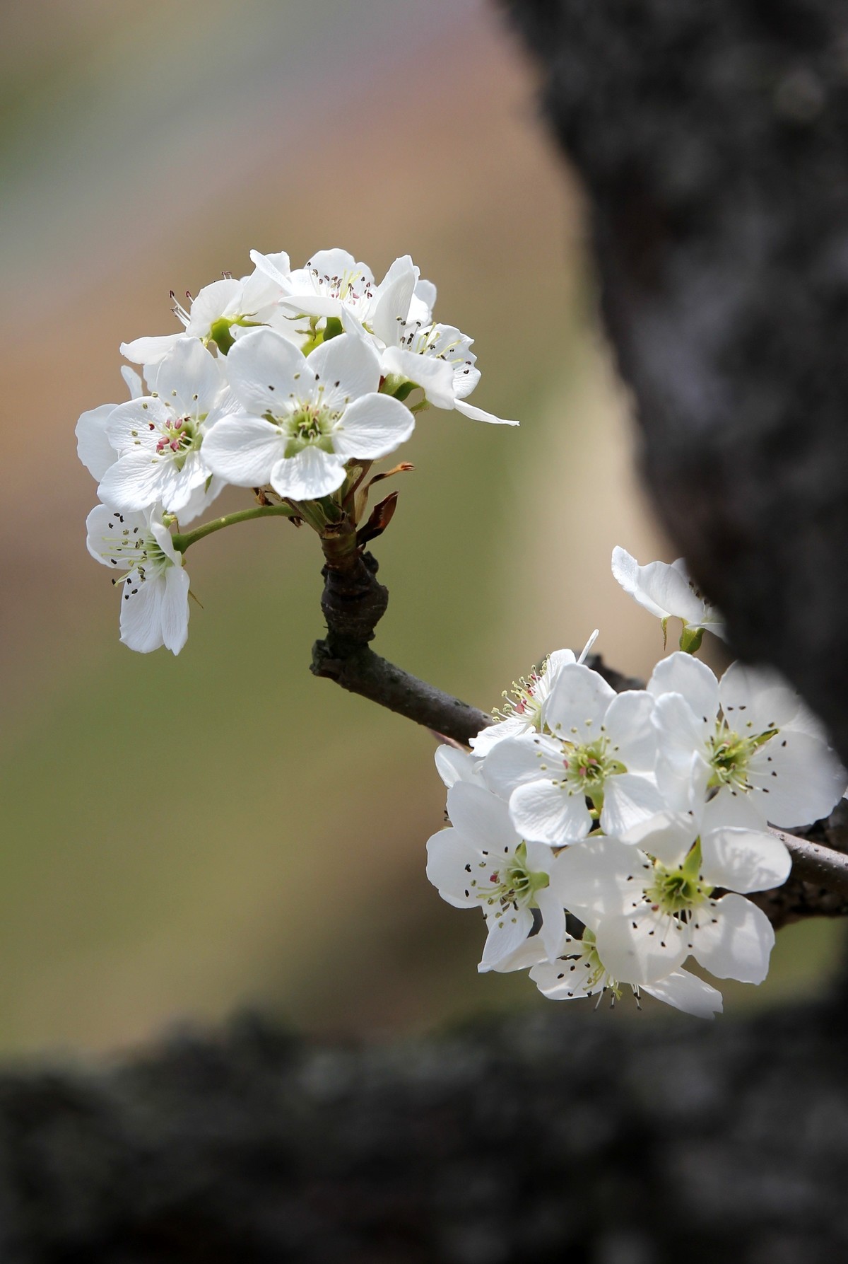 一树梨花压海棠