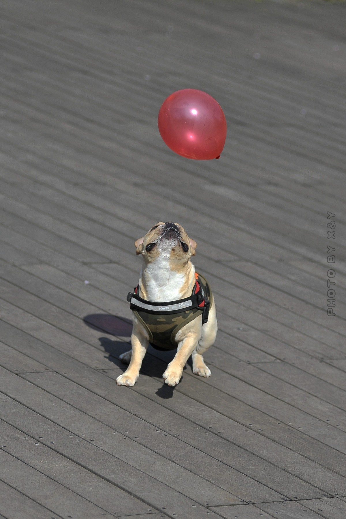 狗年拍狗系列之玩气球的小狗儿