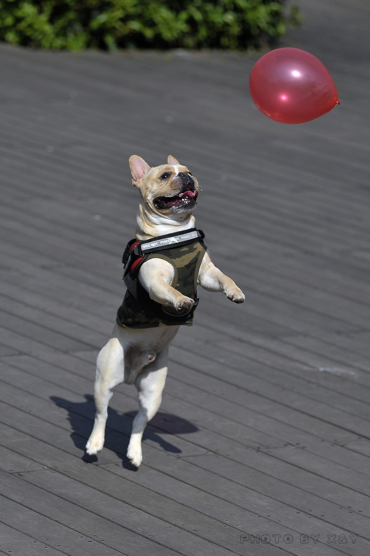 狗年拍狗系列之玩气球的小狗儿
