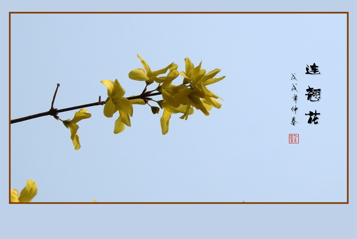 金灿灿的连翘花