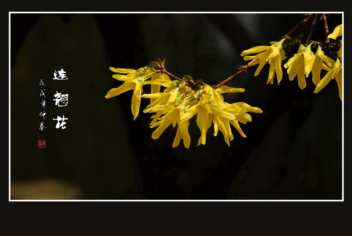 金灿灿的连翘花