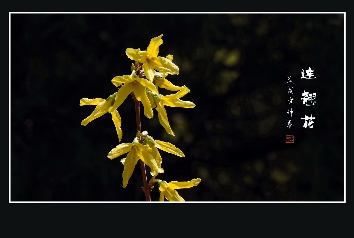 金灿灿的连翘花