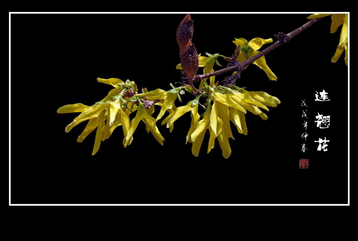 金灿灿的连翘花