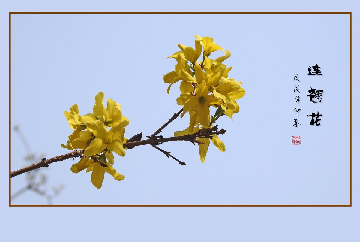 金灿灿的连翘花