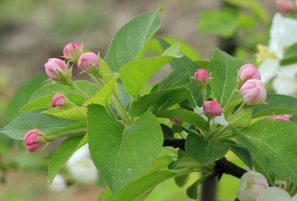 苹果花开了