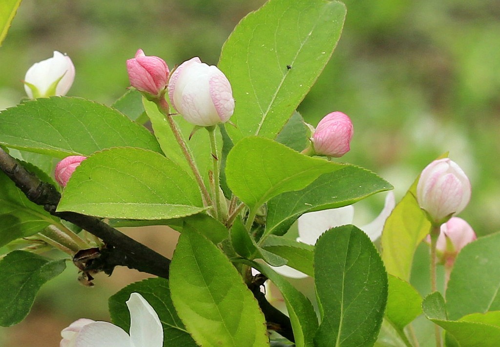 苹果花开了