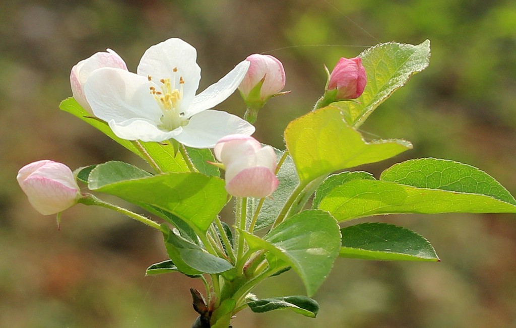 苹果花开了