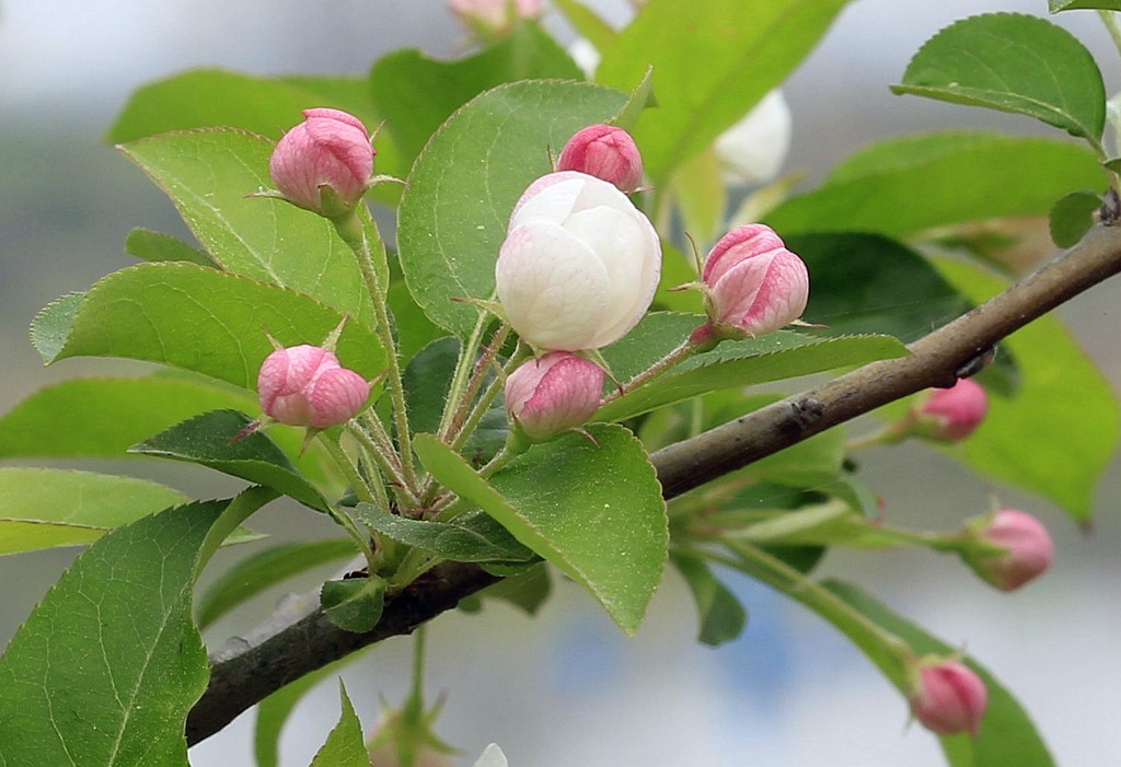 苹果花开了
