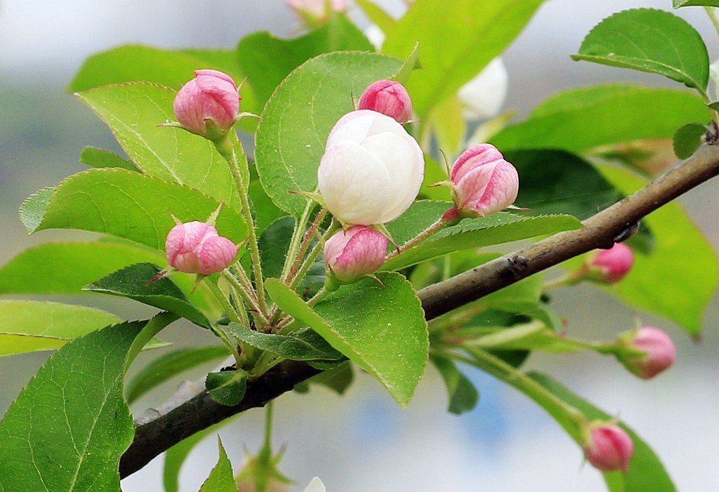 苹果花开了