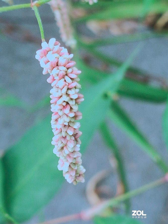 花卉系列【1620】