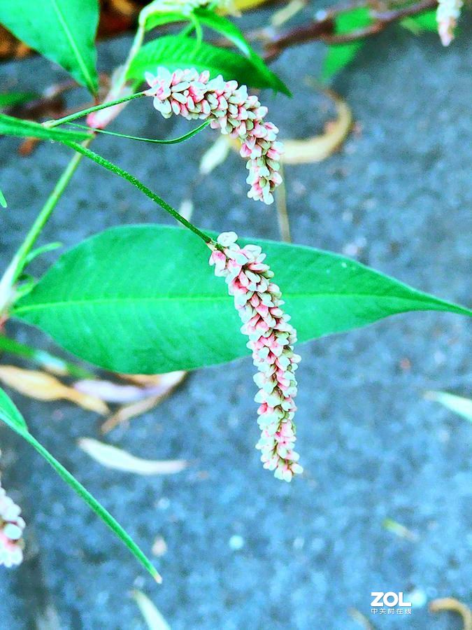 花卉系列【1620】