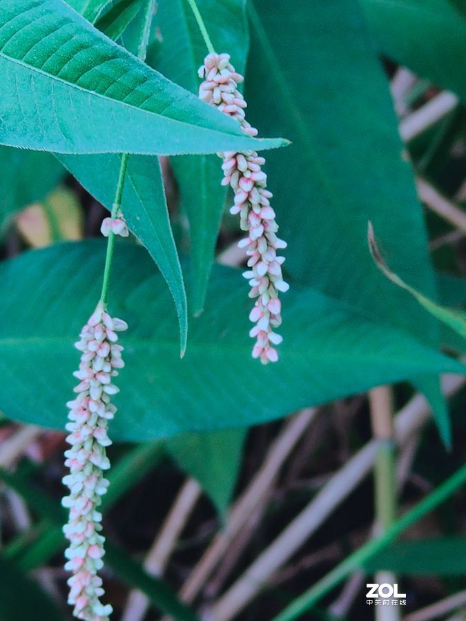 花卉系列【1620】