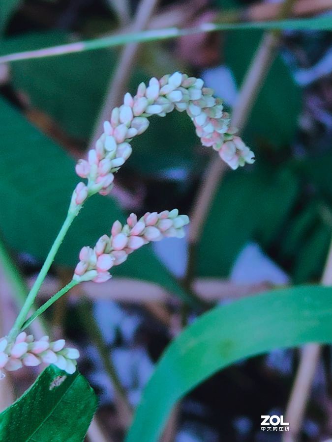 花卉系列【1620】