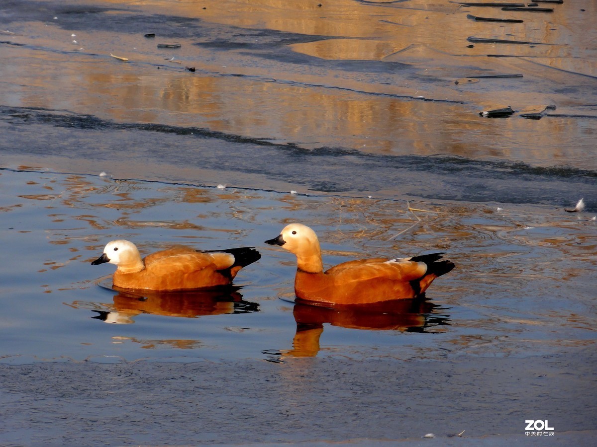 190元咸鱼淘的索尼HX5C试用