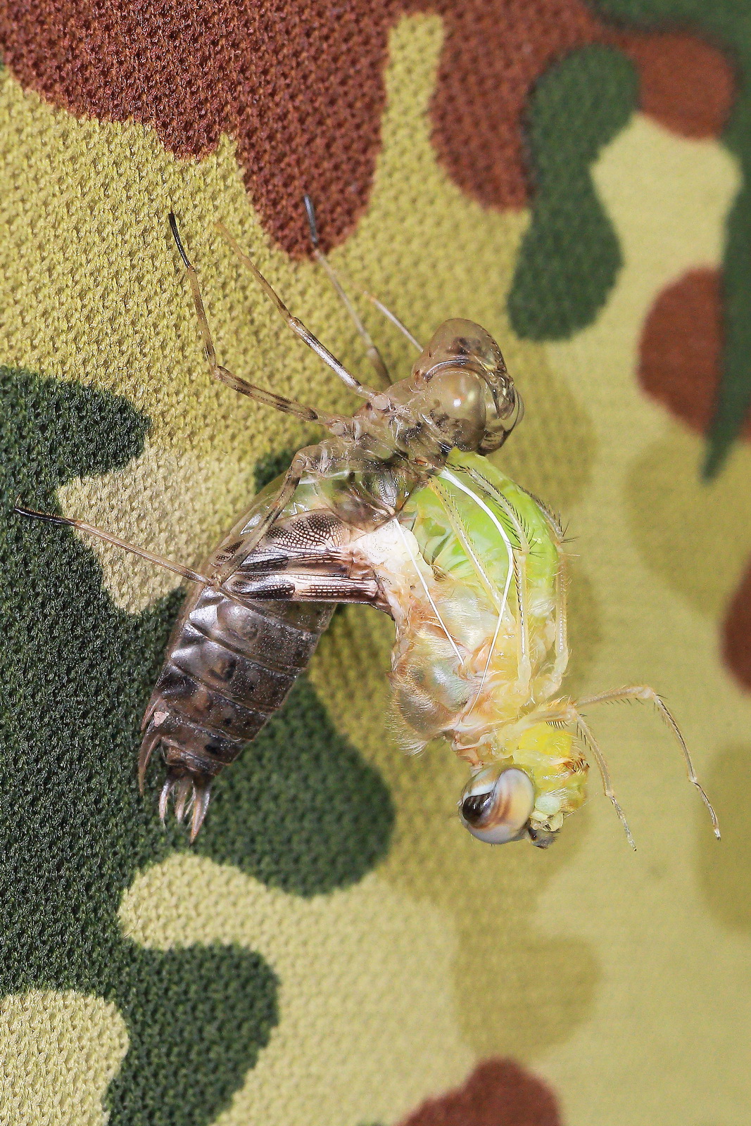 黄蜻蜕皮过程（2）