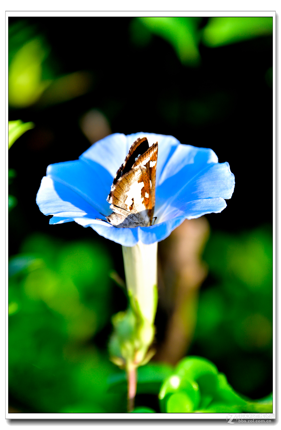 一组牵牛花习拍