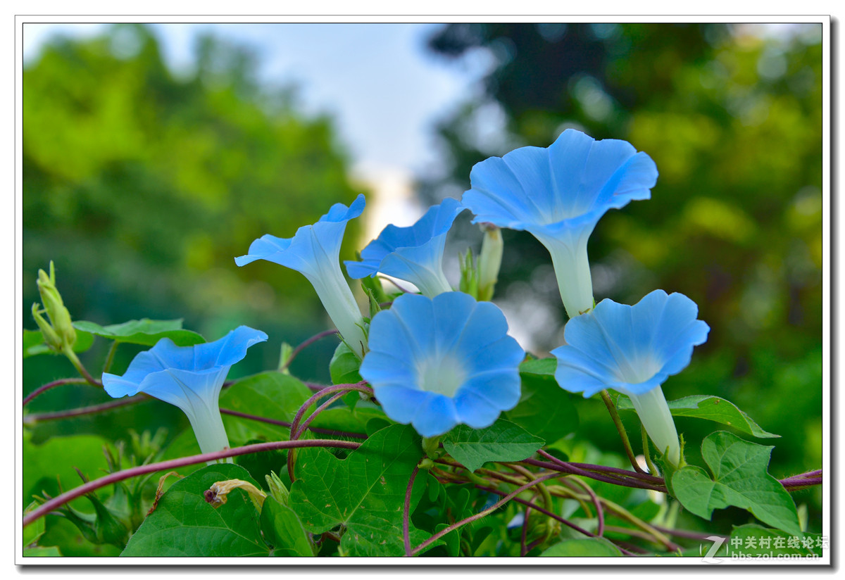 一组牵牛花习拍