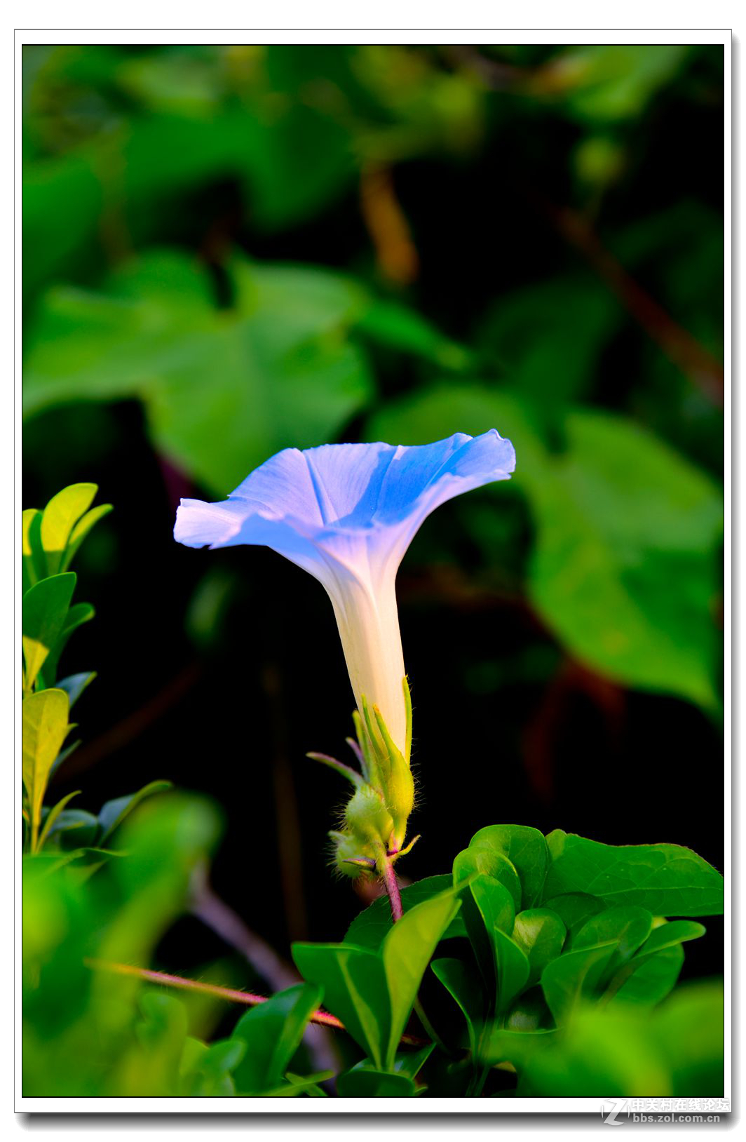 一组牵牛花习拍