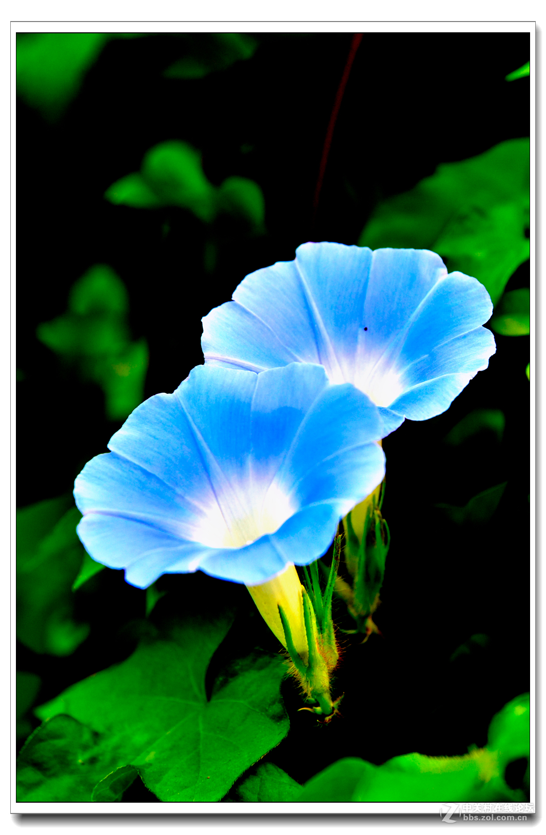 一组牵牛花习拍