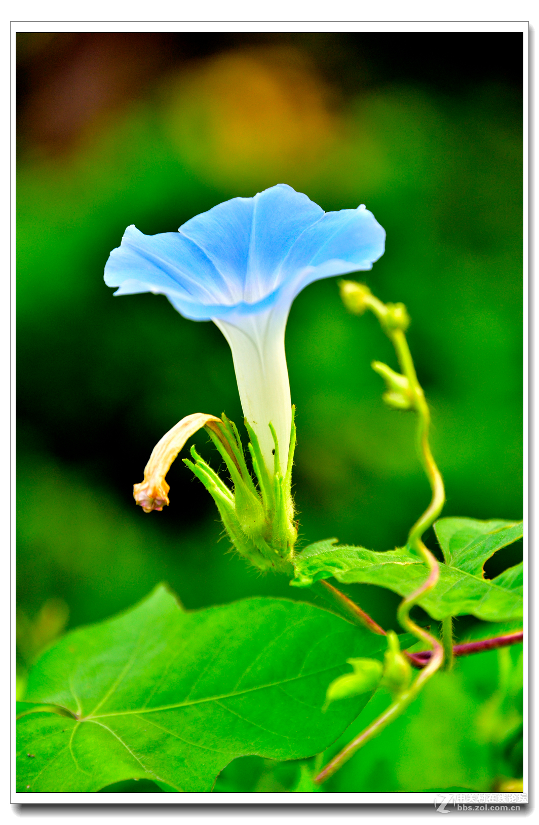 一组牵牛花习拍