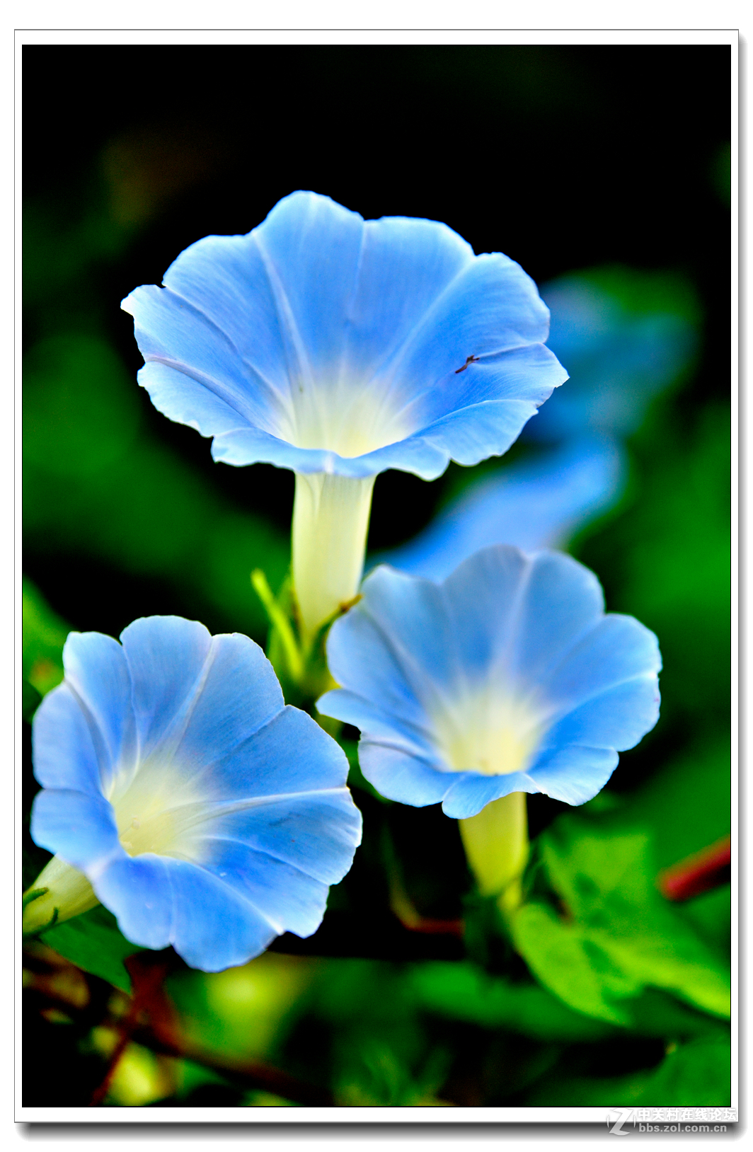 一组牵牛花习拍