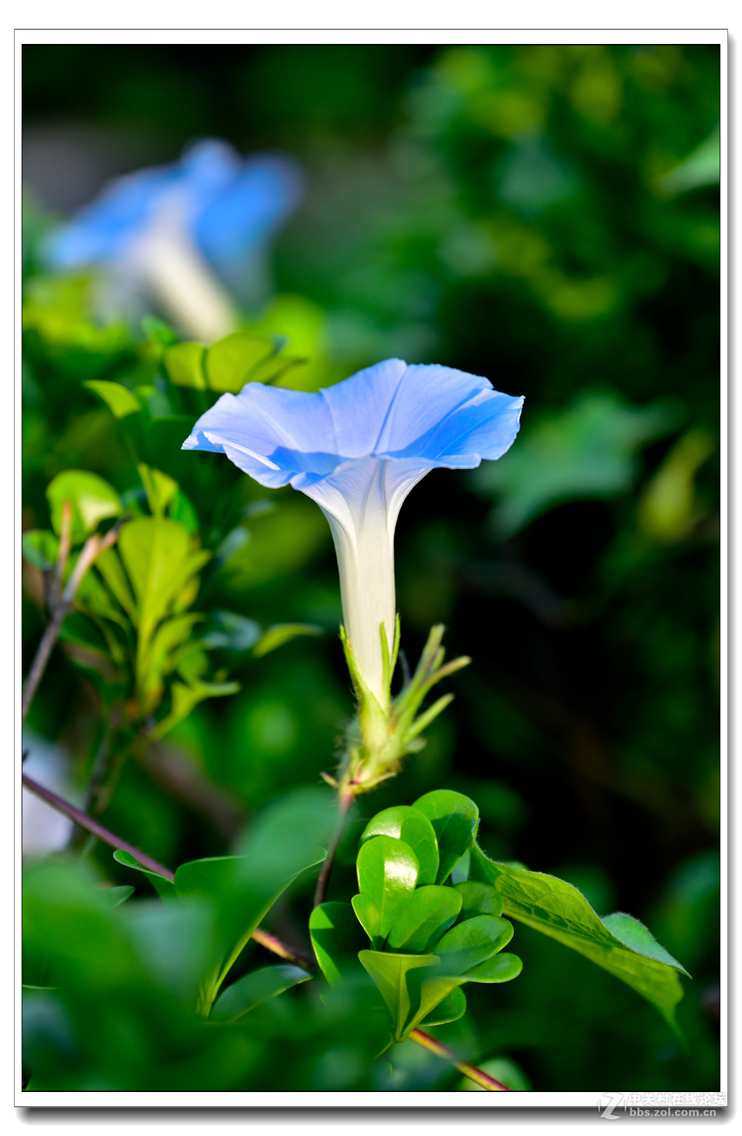 一组牵牛花习拍