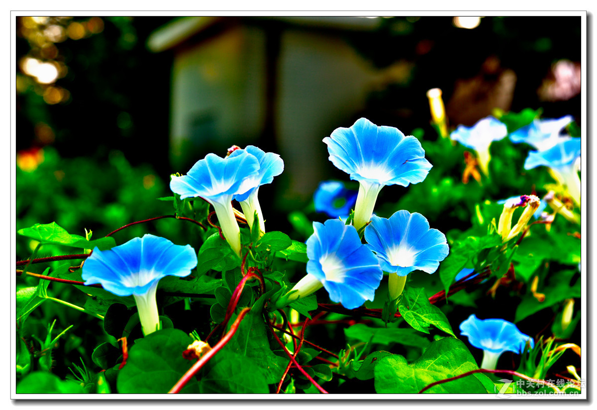 一组牵牛花习拍