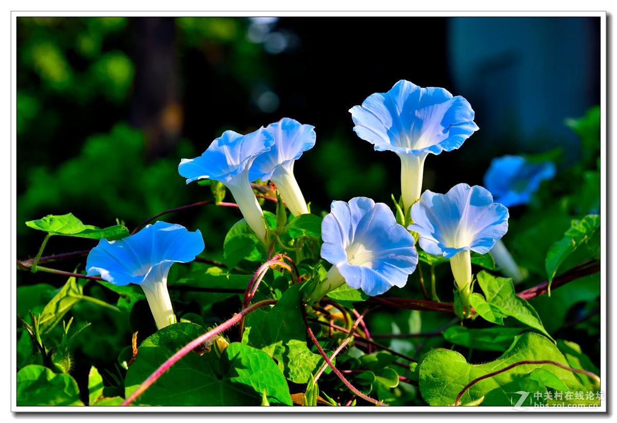 一组牵牛花习拍