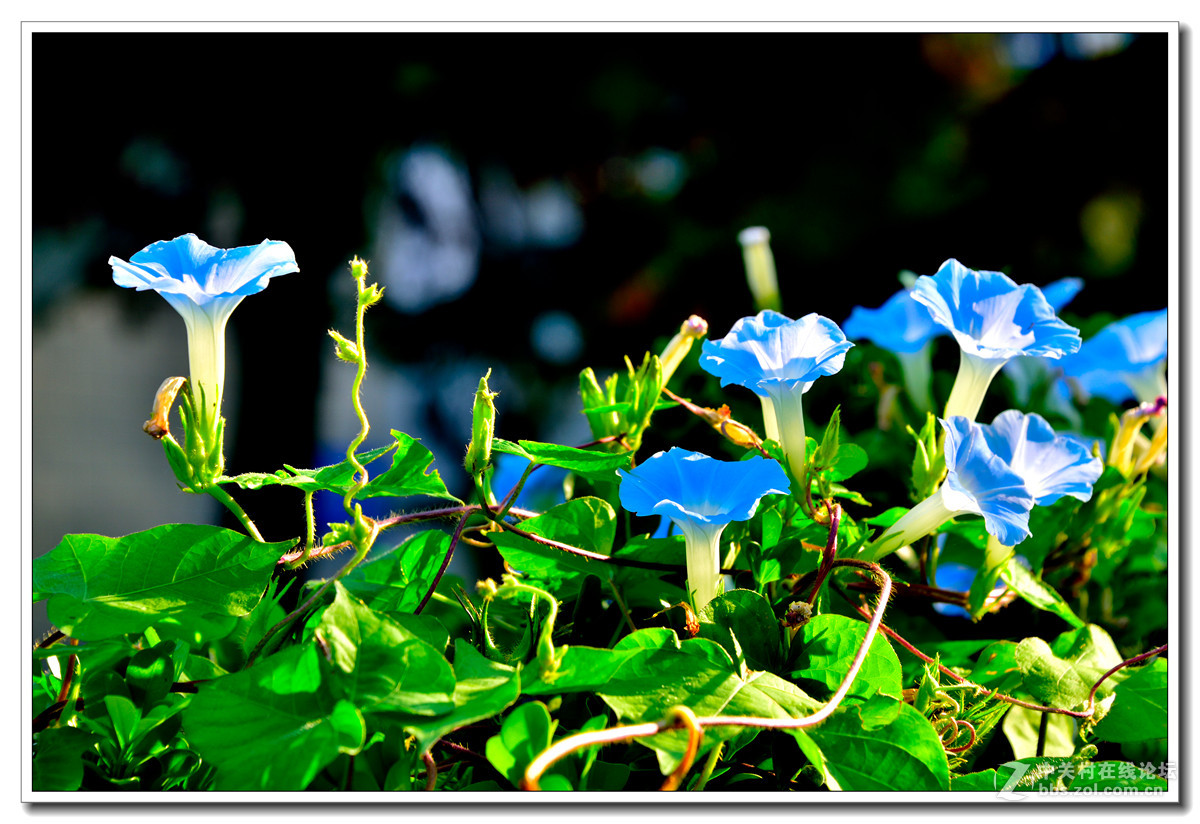 一组牵牛花习拍
