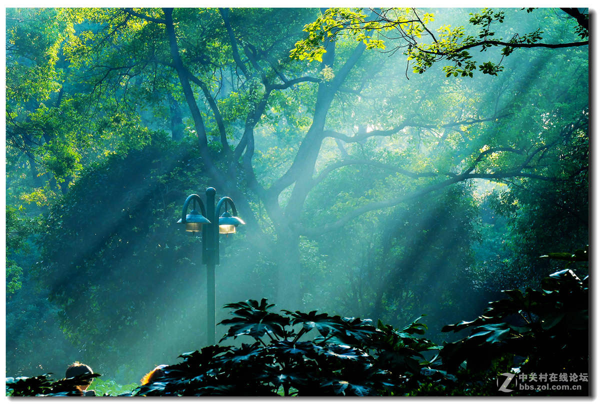 森林公园的早晨