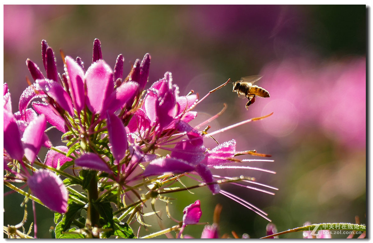 森林公园的早晨