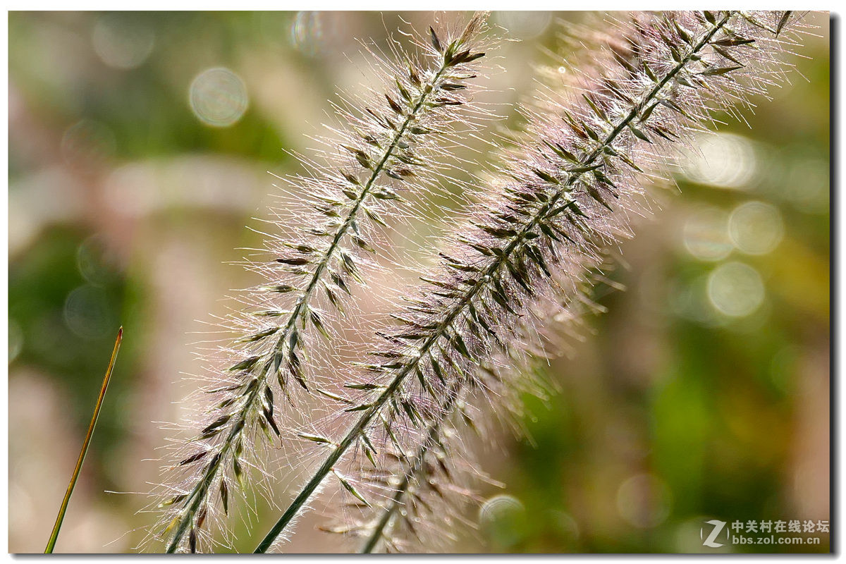 森林公园的早晨