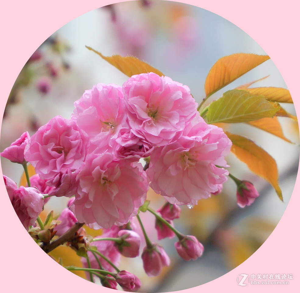 春雨晚樱