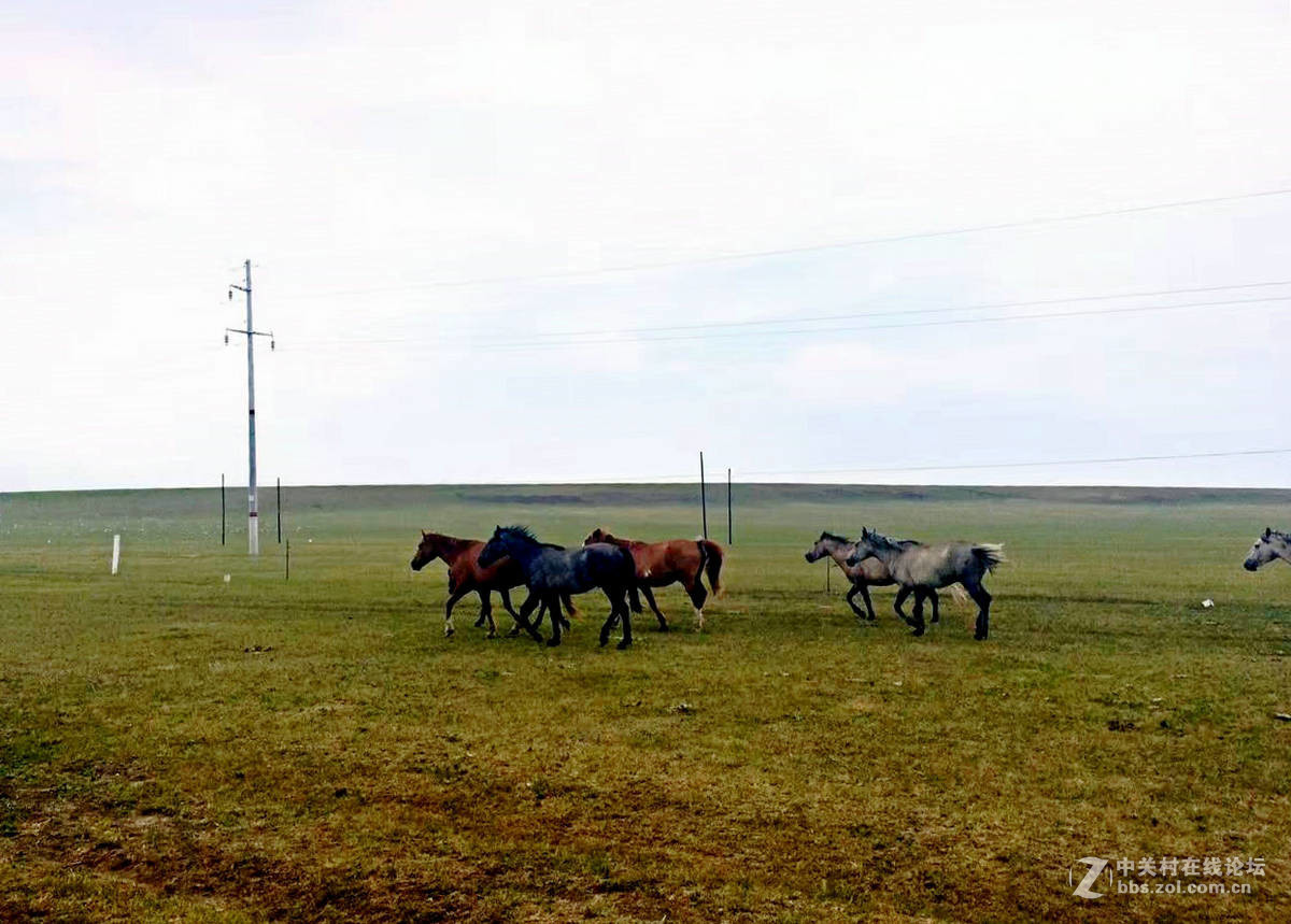 新巴尔虎左旗风光