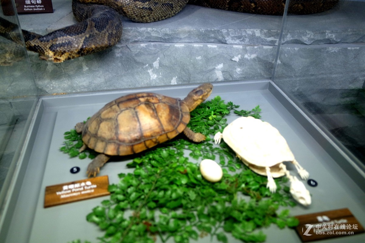 新上海自然博物馆参观记