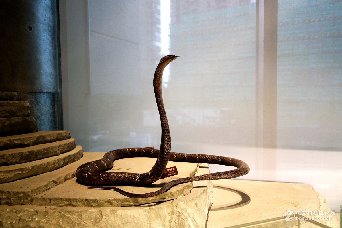 新上海自然博物馆参观记