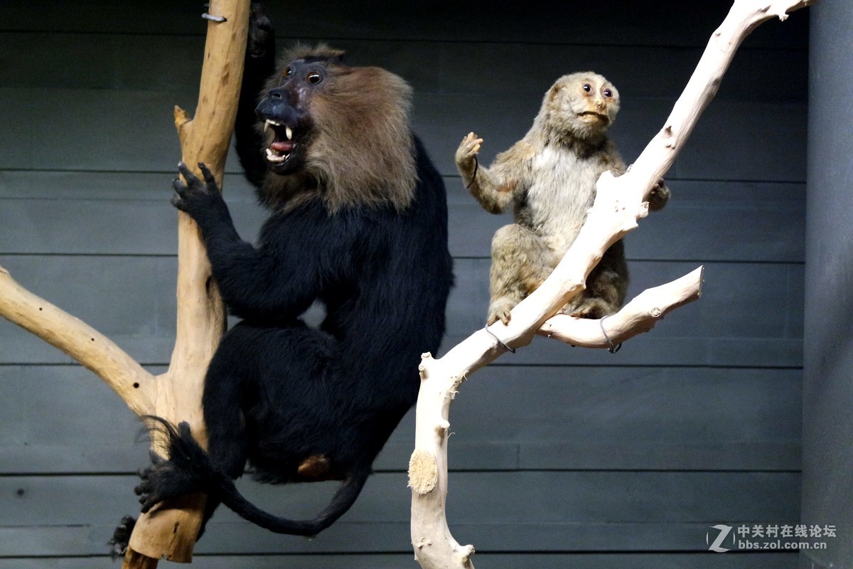 新上海自然博物馆参观记