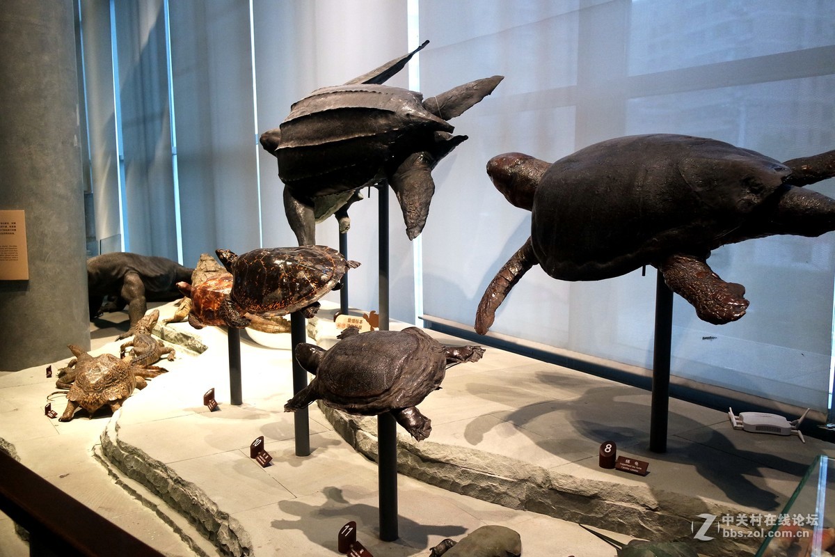 新上海自然博物馆参观记