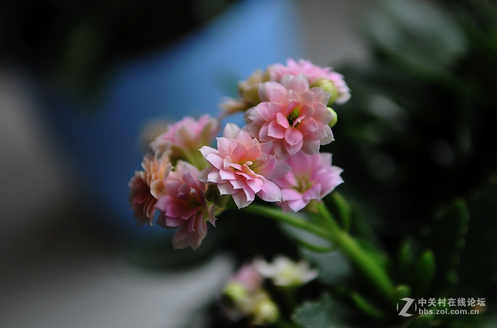 家里的长寿花------非洲六月,开放了