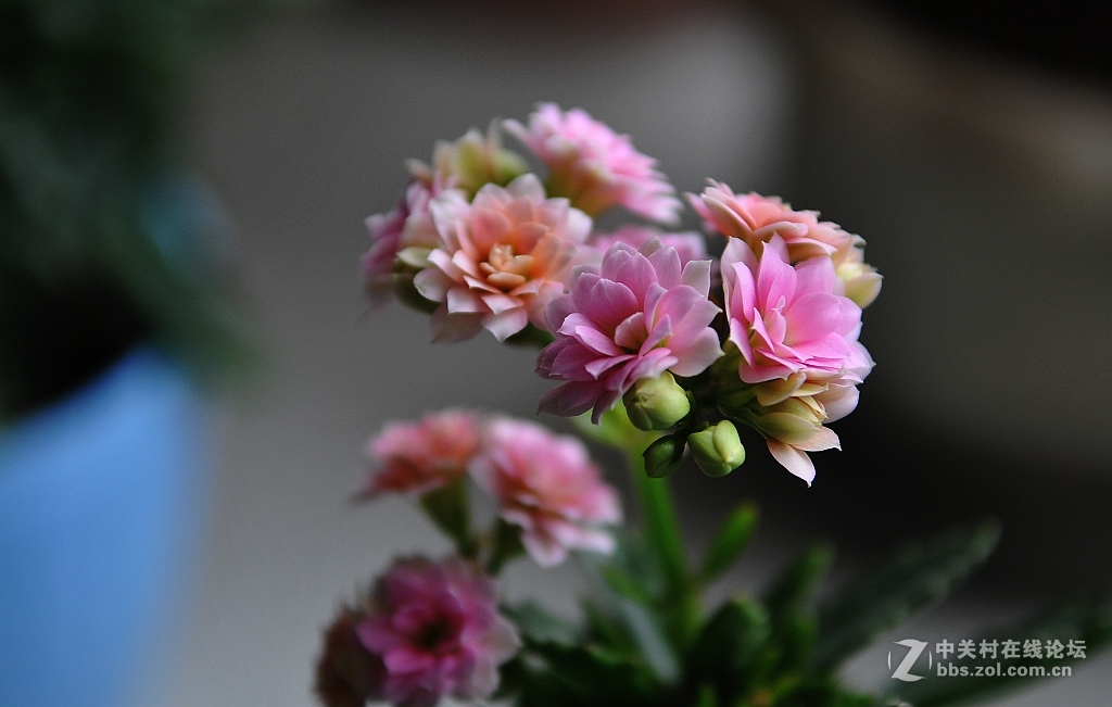 家里的长寿花------非洲六月,开放了