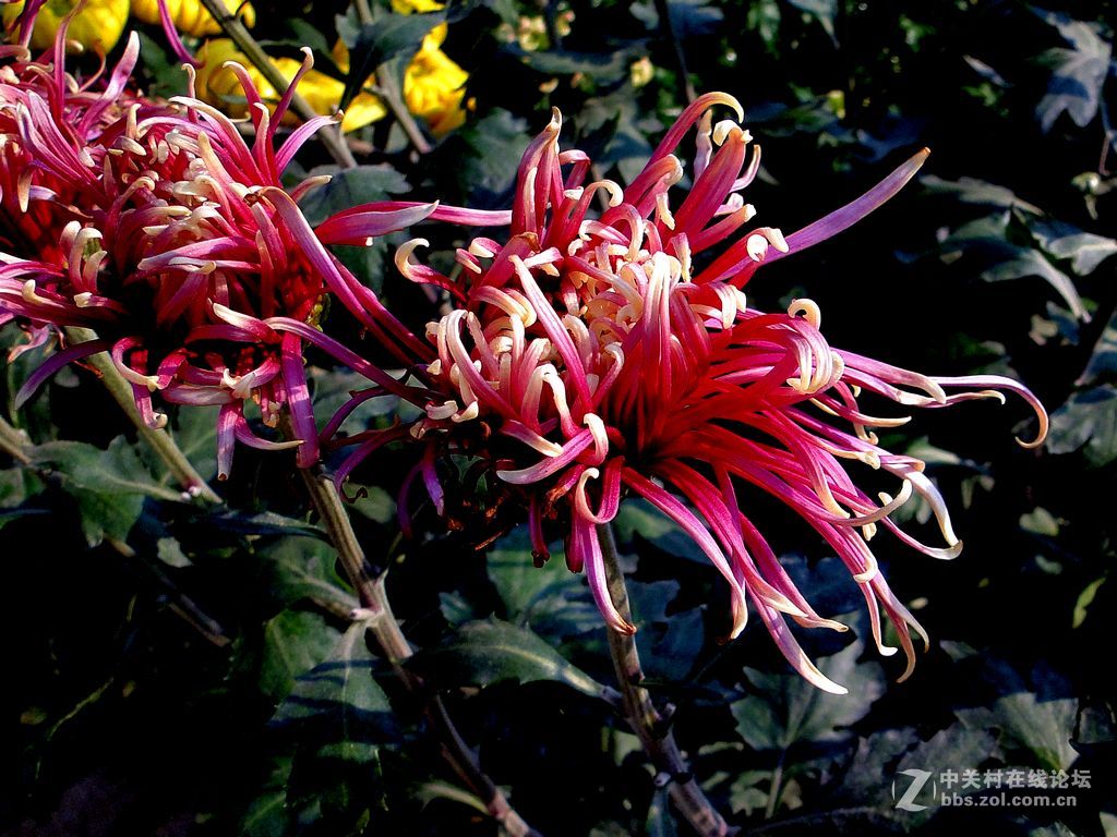 傲霜斗雪的菊花