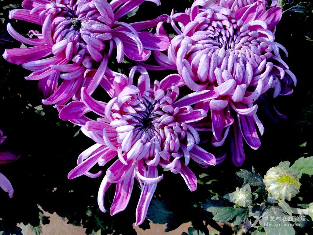 傲霜斗雪的菊花