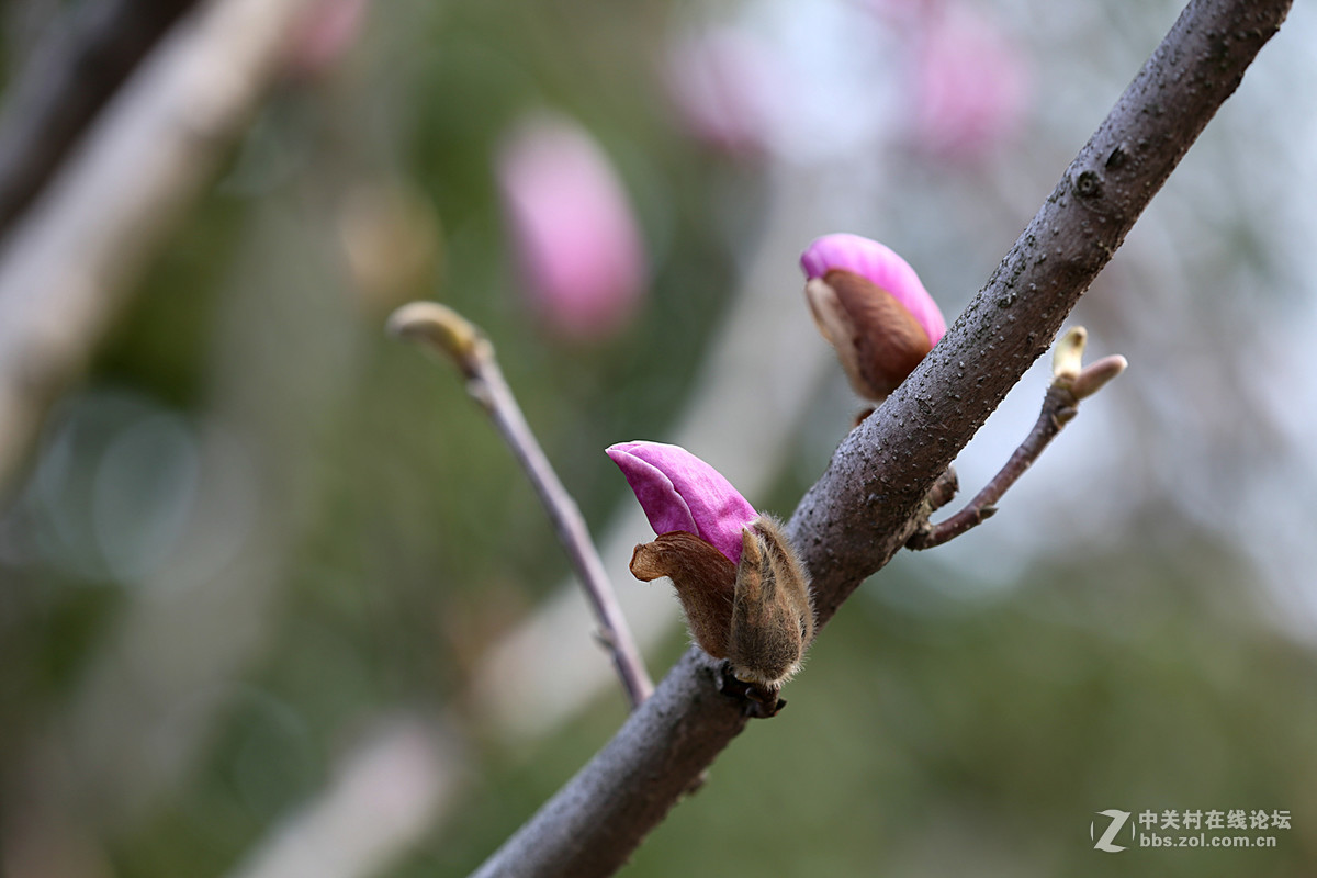 后花园里含苞欲放的“紫玉兰”