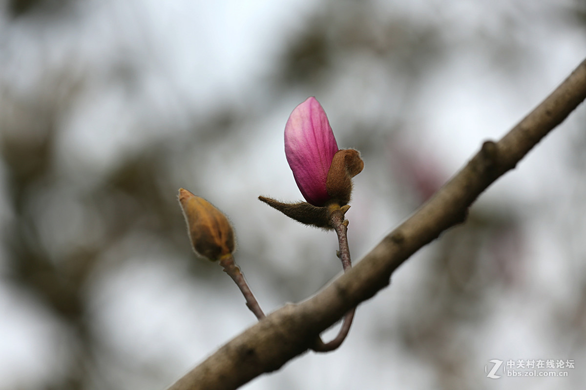 后花园里含苞欲放的“紫玉兰”