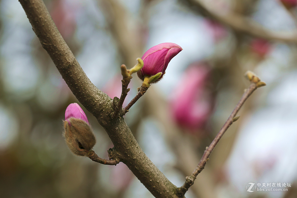 后花园里含苞欲放的“紫玉兰”