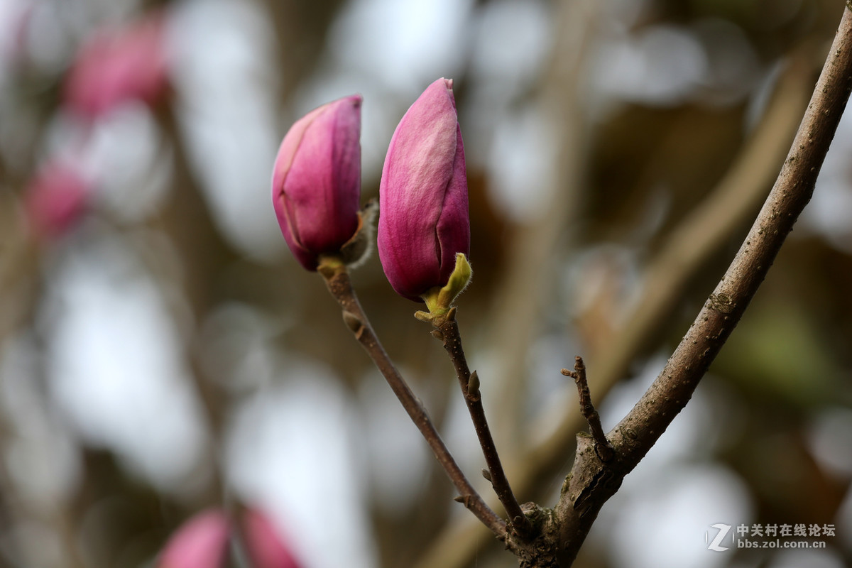 后花园里含苞欲放的“紫玉兰”